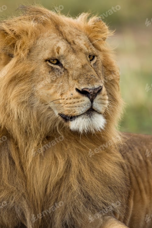 Preview: Close-up of Lion, Serengeti National Park, Serengeti, Tanzania, Africa