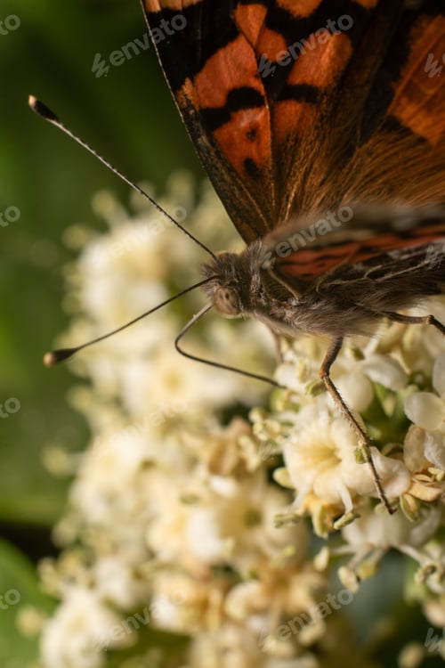 Preview: Close-up of a butterfly perched on white flowers with detailed focus on its wings and antennae.
