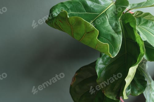 Preview: Green Fiddle Leaf Fig leaves of tropical exotic plant before gray wall