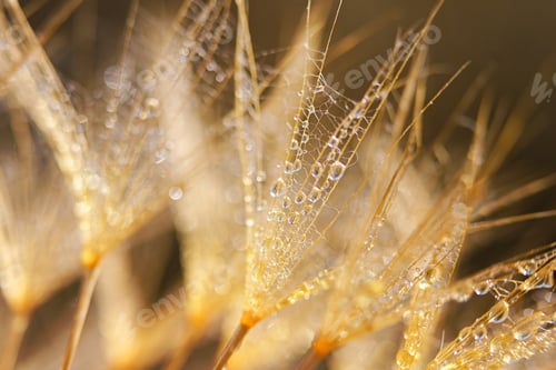 Preview: Macro shot of dandelion with water drops. Nature background with dandelions.