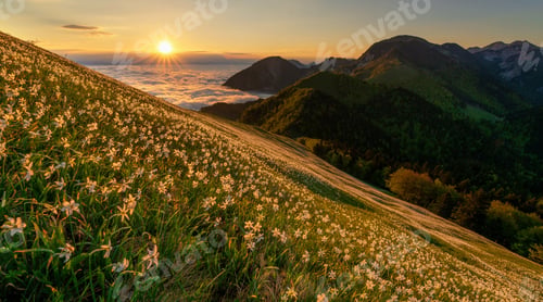 Preview: Daffodil flowers in spring