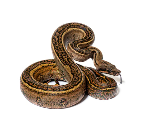 Preview: Black stripe boa constrictor sticking the tongue out, isolated o