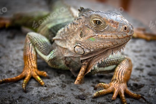 Preview: Iguana, closeup. In Kuala Lumpur, Malaysia.