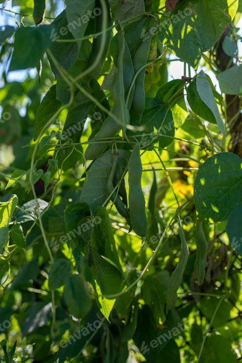 Preview: Pods of green peas grow on the garden