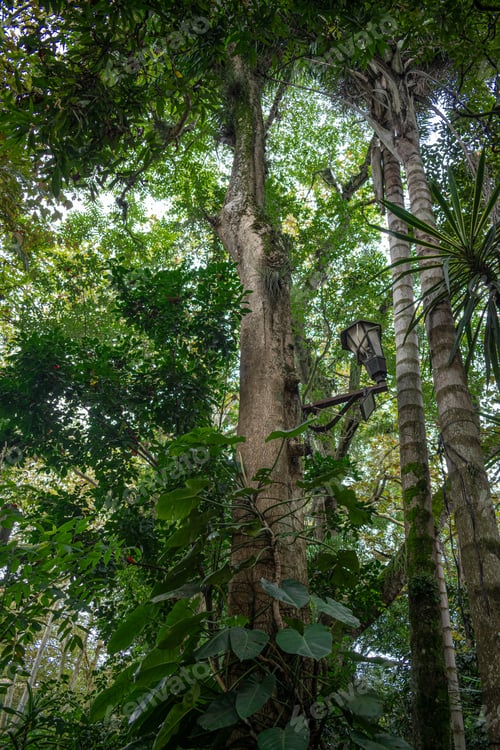 Preview: Towering Trees and Lush Canopy in a Tropical Garden with Vintage Lamp, Xalapa, Mexico