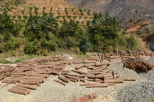 Preview: Pile Of Timber Logs In Pine Forest