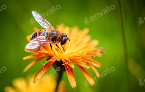 Preview: Bee collects nectar from flower crepis alpina