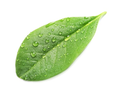 Preview: Green leaf with dew on white background