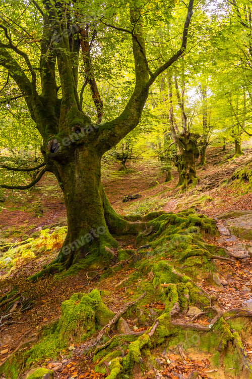 Preview: The path of Mount Adarra in the town of Urnieta near San Sebastian, Gipuzkoa. Basque Country