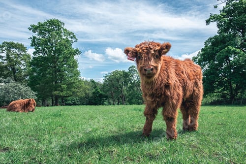 Preview: Closeup shot of a brown baby Scottish Highland Cow in the pasture
