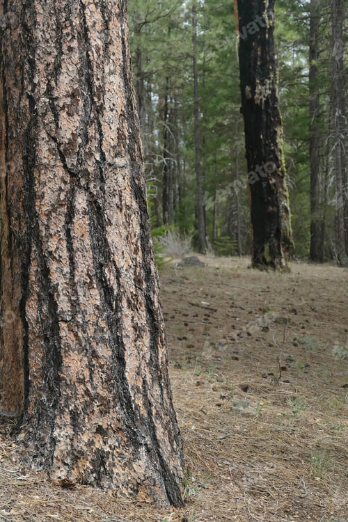 Preview: Ponderosa pine tree on a forest background near Metolius River, Oregon.
