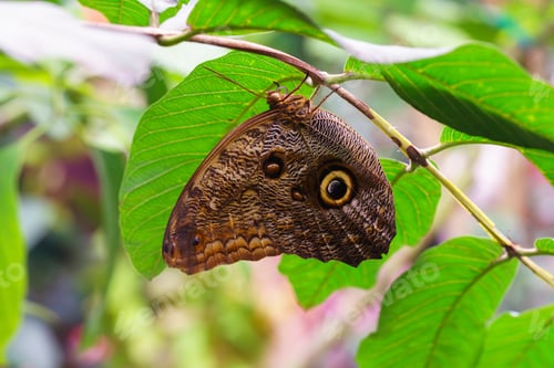Preview: Caligo Memnon, Owl Butterfly Sitting On Leaf In Green Outdoor Garden Background