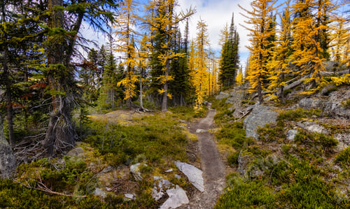 Preview: Scenic Hiking Trail in the woods with Yellow Larches Trees
