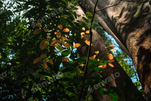 Preview: Environmental Conservation, Emphasizing Importance of Green Leaves and Trees in Forests