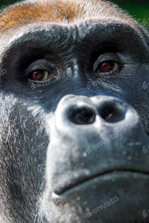 Preview: Western Lowland Gorilla (GORILLA GORILLA GORILLA)