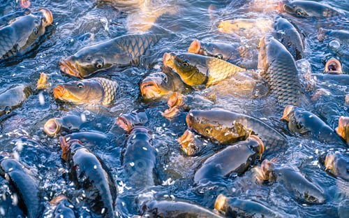 Preview: Fish palying on surface of water