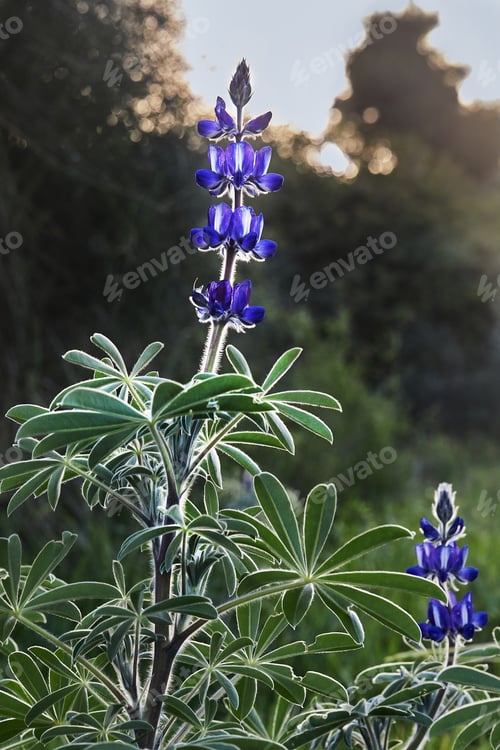 Preview: Purple mountain lupine in the rays of the setting sun