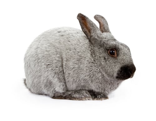 Preview: Black and Silver Marten Rabbit Isolated on White