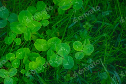 Preview: green clover leaves background with some parts in focus