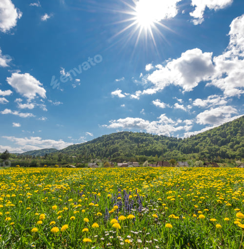 Preview: Beautiful dandelions on the meadow