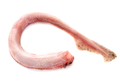 Preview: Small-spotted catshark in studio