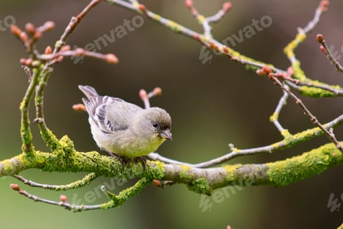 Vista previa: Lesser Goldfinch, Carduelis psaltria, female, San Francisco, California, USA