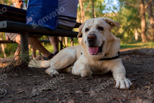 Preview: Labrador dog lying on the ground in a camping site