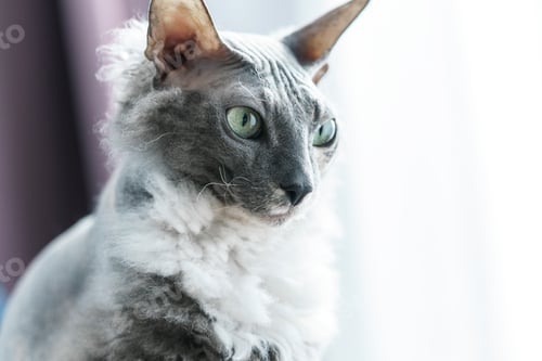 Preview: Portrait of Donskoy Sphynx cat at home
