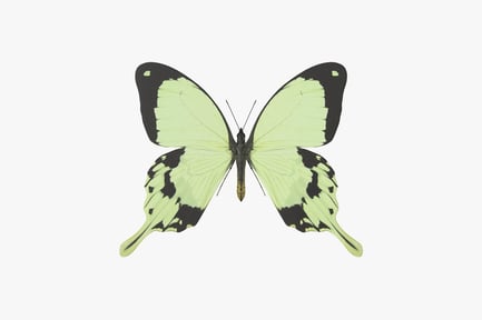 Preview: Light Green Swallowtail Butterfly