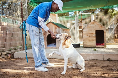 Preview: Dog, food and training for animal adoption with professional black worker at shelter for rescue and