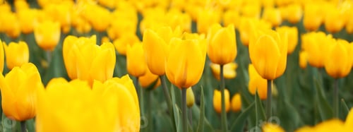 Preview: Field of yellow tulips, banner. Flower meadow close up. Bright color yellow flowers, selective soft