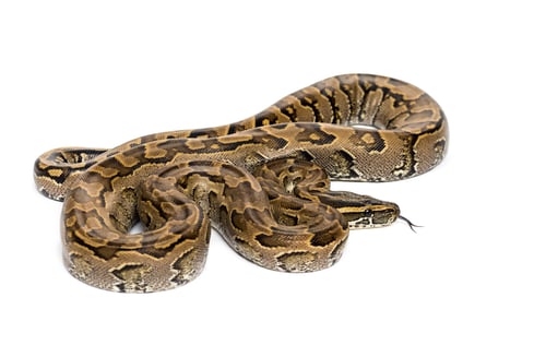 Preview: Boa madagascariensis against white background