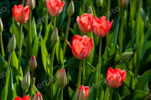 Preview: Macro of red tulips on a background of green grass