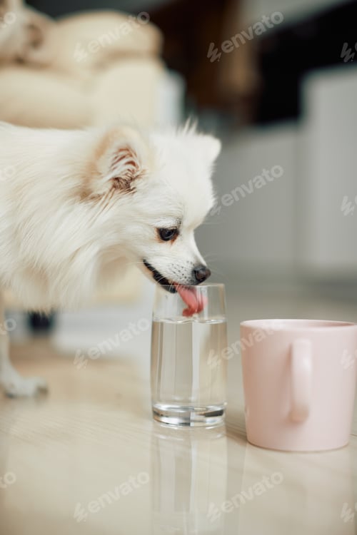 Preview: Cute dog drinking water form a glass at home.