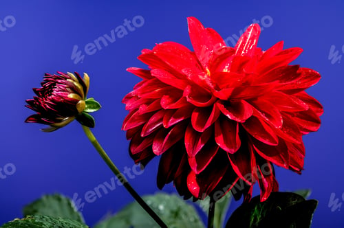 Preview: Blooming red Dahlia on a blue background