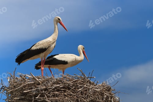 Preview: white storks