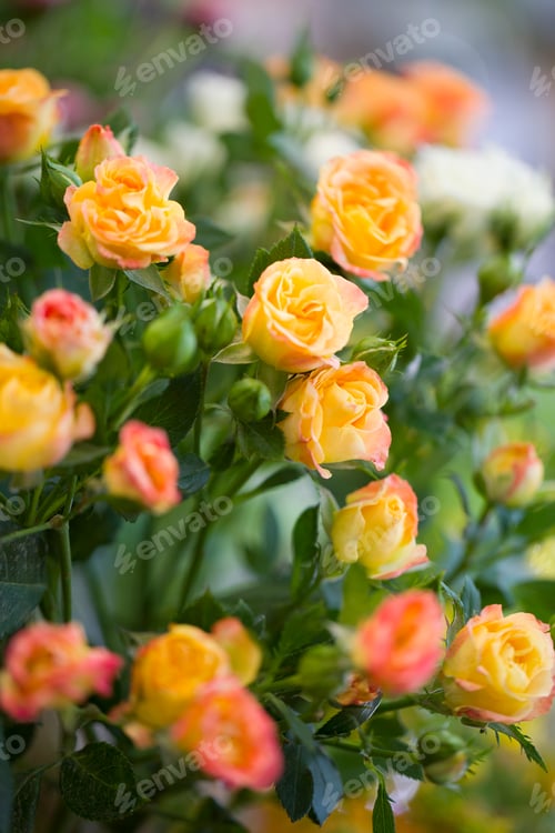 Preview: Yellow roses
