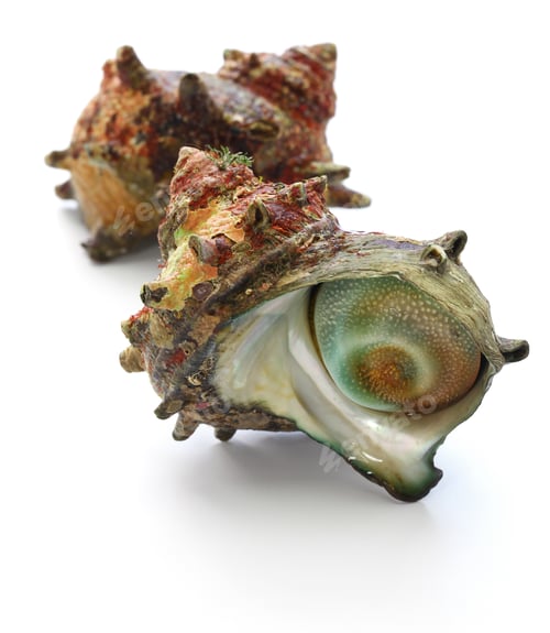 Preview: sazae , japanese horned turban shell