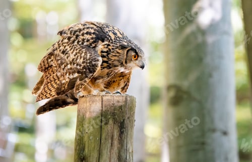 Preview: Eurasian Eagle Owl Bubo Bubo sitting on tree trunk raises the feathers
