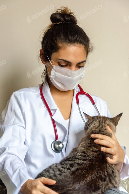 Preview: portrait of latin doctor woman with face mask and stethoscope holding a tabby cat