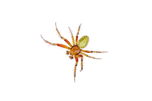 Preview: Orange green spider on a white background