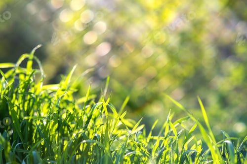 Preview: Closeup of green grass stems on summer lawn.