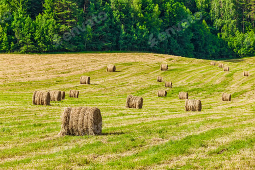 Preview: Hay bales on field