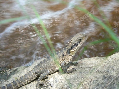 Preview: Australian water lizard sitting on a rock ont he side of the river