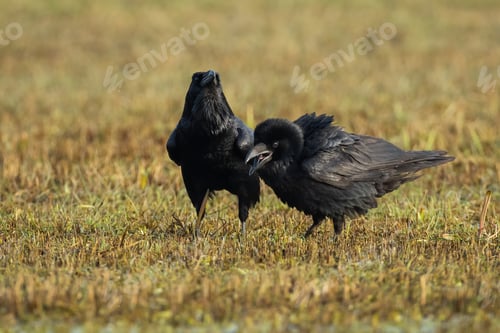 Preview: Two common raven feeding on dry meadow in autumn nature