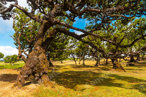 Preview: Fanal forest Madeira, ancient laurel trees, landscape view of the trees in summer. Portugal