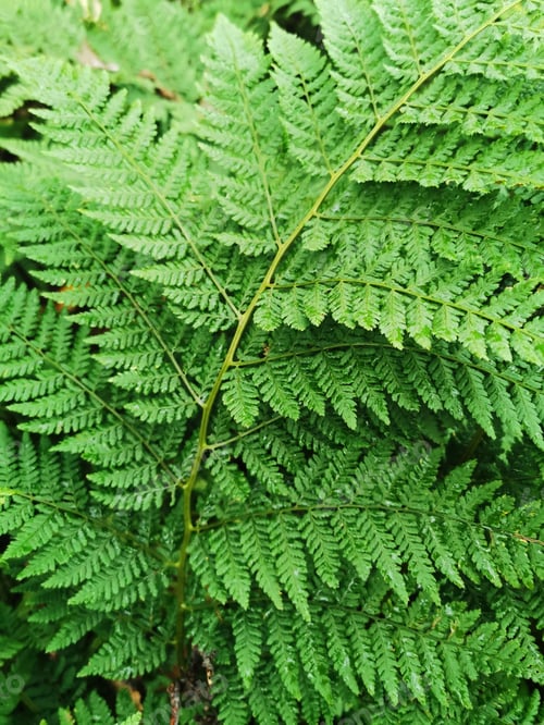 Preview: Closeup shot of a green Eagle fern