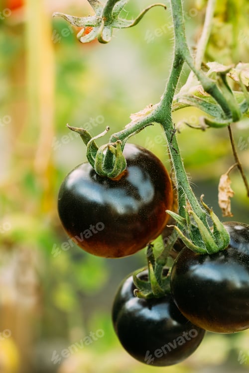 Preview: Black Growing Organic Tomato. Homegrown Tomatoes In Vegetable Ga
