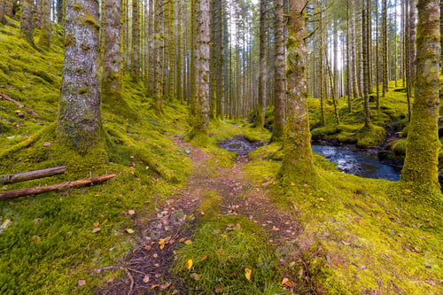 Preview: Autumn In The Spruce Forest