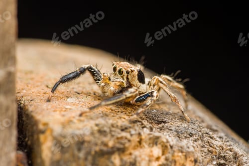 Preview: Jumping Spider Portrait on Rough Stone Surface